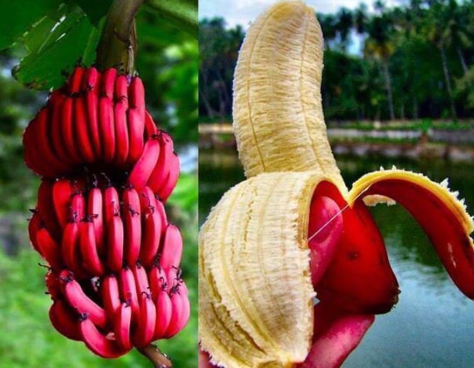 Red Banana/Red Chakrakeli - Fruit Plants & Tree