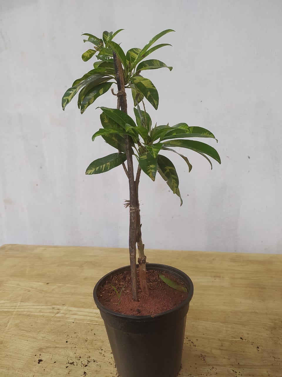 Grafted Chikoo Plant | Chikoo Plant | Chikoo Fruit Tree | Buy Chikoo Tree Online | Sapota Fruit Plant for Sale