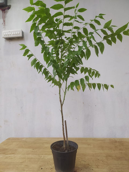 Star Gooseberry/Phyllanthus acidus- Fruit Plants & Tree