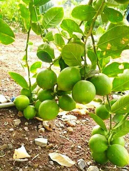 Lemon Seedless - Fruit Plants & Tree