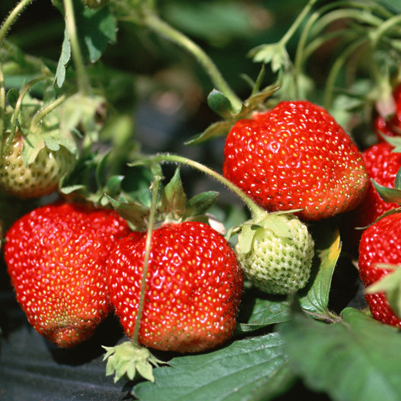 Strawberry  - Fruit Plants & Tree