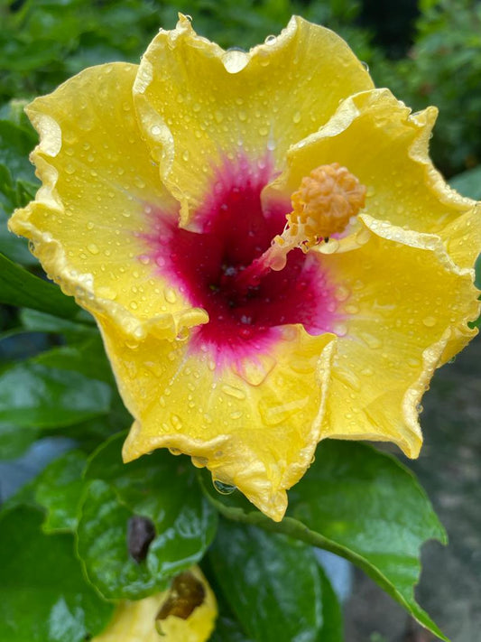 Hibiscus Plants for Sale | Buy Hibiscus Plant Online | Hibiscus Plants near me | Hibiscus Flower Plant for Sale