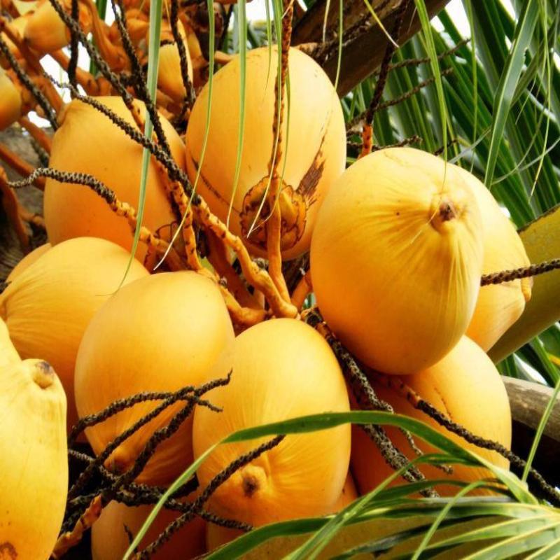 Golden Coconut for Sale | Coconut Plant for Sale | Buy Coconut Plant Online | Gold Coconut for Sale Near me