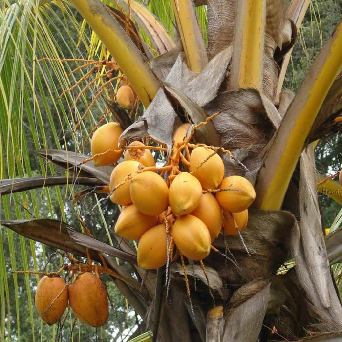 Golden Coconut for Sale | Coconut Plant for Sale | Buy Coconut Plant Online | Gold Coconut for Sale Near me