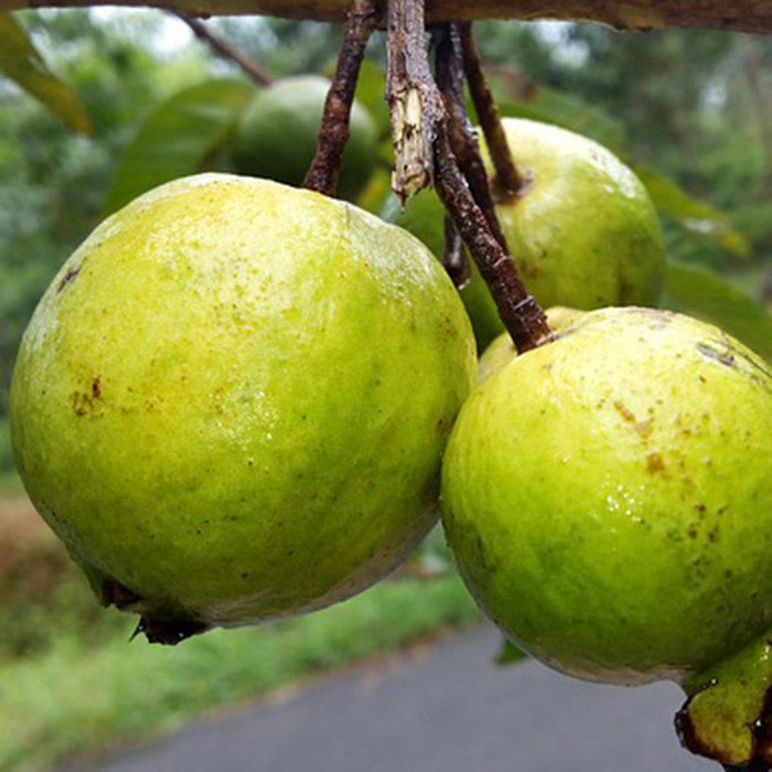 Allhabad guava plant | Guava tree for sale | Buy guava fruit plant online | Allhabad Guava plant price near me