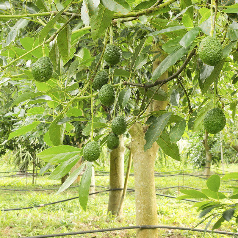 Grafted Avocado for Sale | Buy Avocado Online | Bulk Avocados for Sale