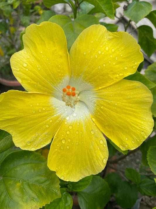 Hibiscus Plants for Sale | Buy Hibiscus Plant Online | Hibiscus Plants near me | Hibiscus Flower Plant for Sale