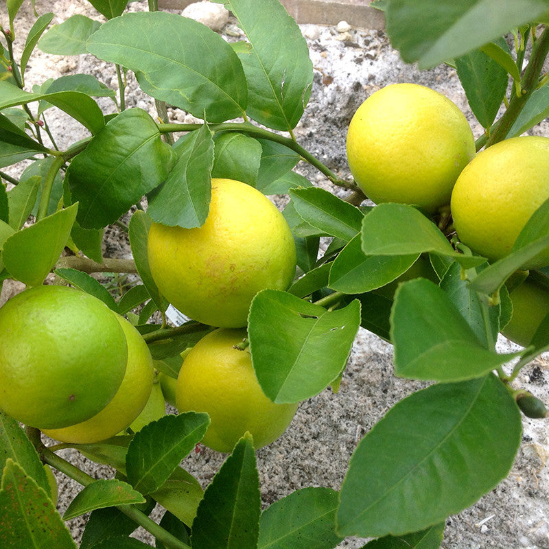 Table Lemon - Fruit Plants & Tree|Discount Lemon Trees |Lemon Tree Deals| Lemon Tree Sale