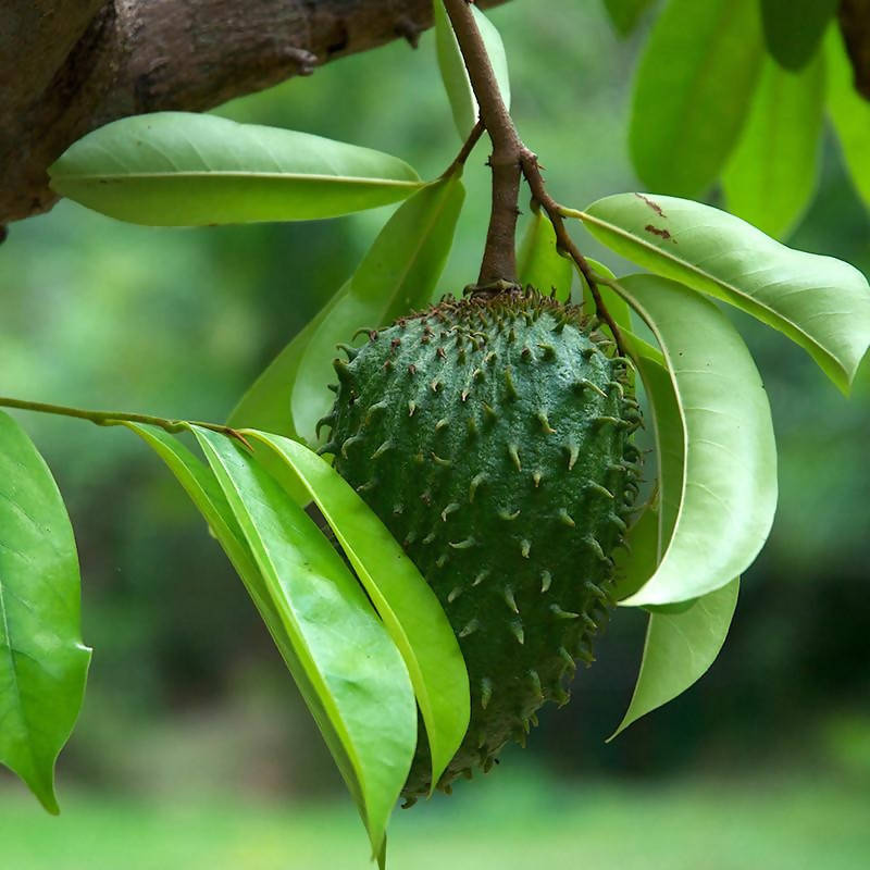 Sour Soup Fruit/Lakshman Phal - Fruit Plants & Tree