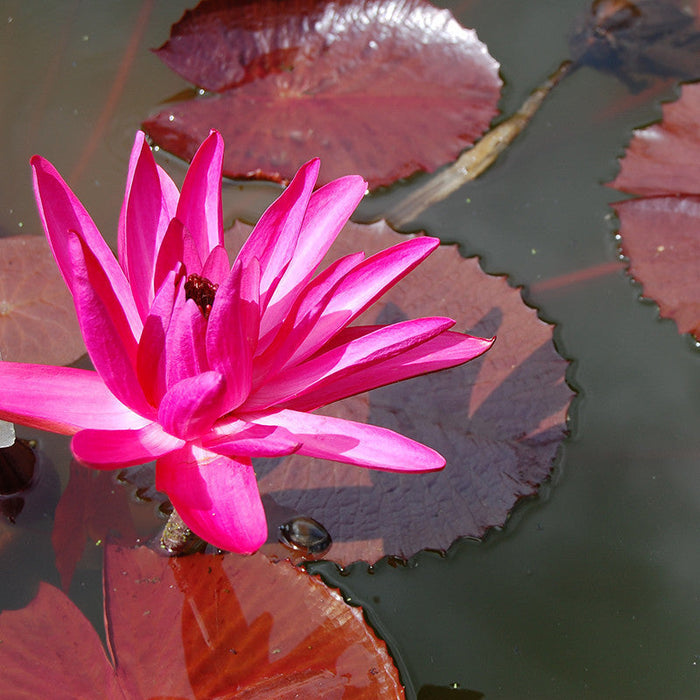 Water Lily Hybrid Pink - Aquatic Plants