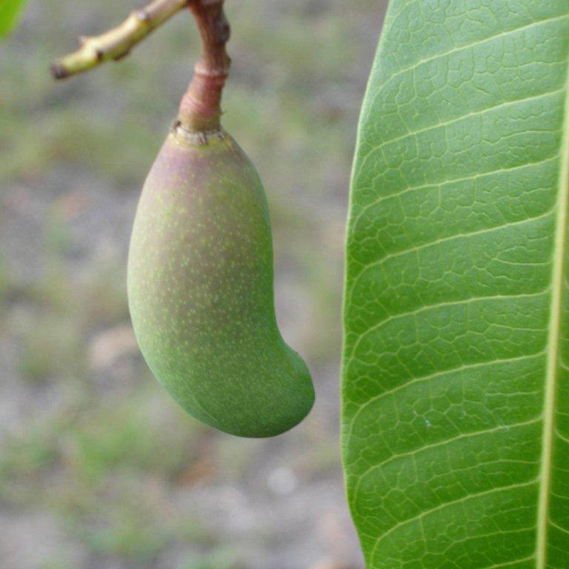 Thailand Mango (Grafted) - Fruit Plants & Tree