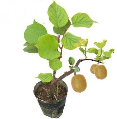 Kiwi Fruit Dwarf Female (Grafted) - Fruit Plant