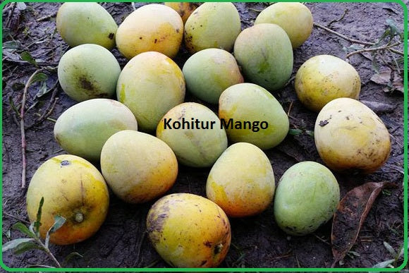 kohitur Mango Plant Grafted