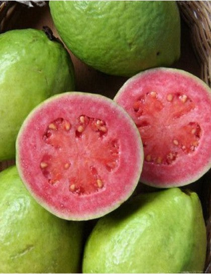 Guava Pink Flesh(Lalitha) - Fruit Plants & Tree