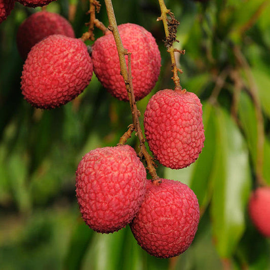 Litchi (Air Layered)- Fruit Plants & Tree