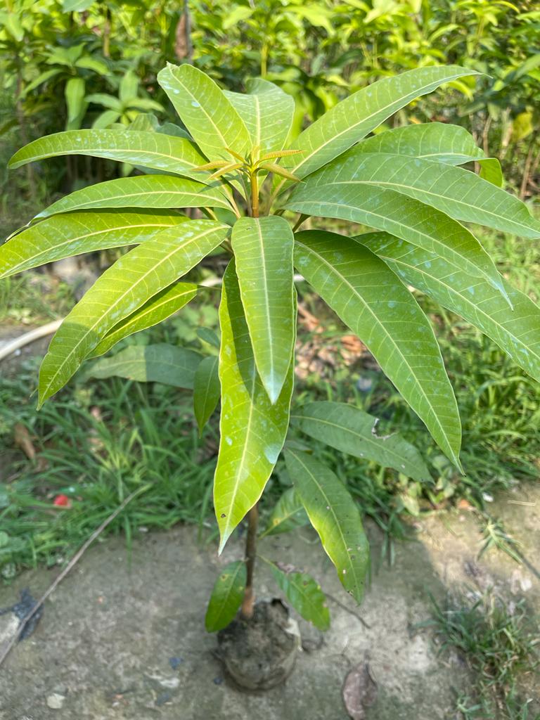 Kancha-Mitha Mango Plant (Grafted)