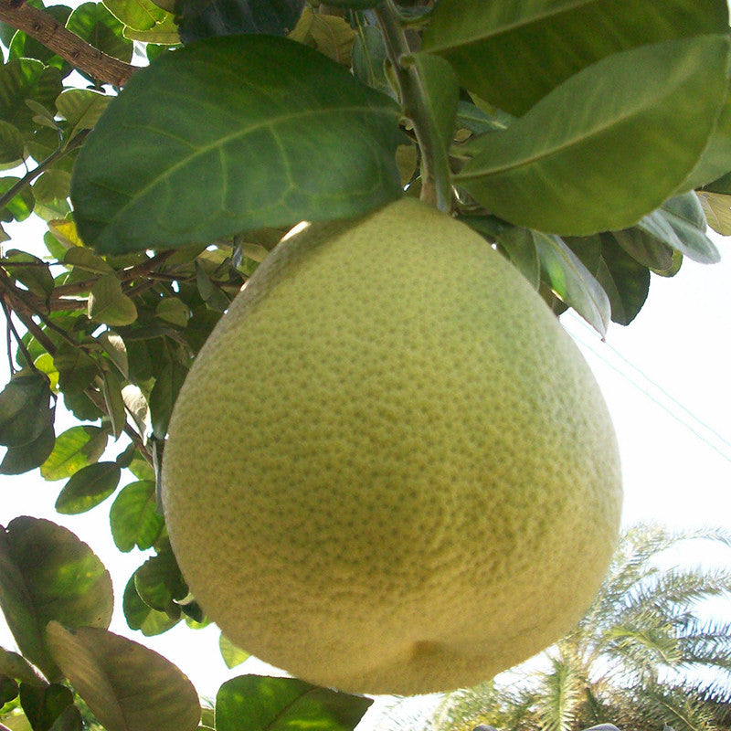 Grapefruit pomelo Buy grapefruit pomelo near me Grapefruit pomelo