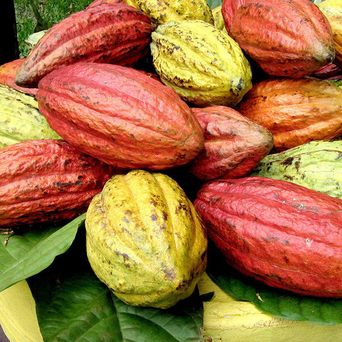 Cocoa Plant | Cacao Plant for Sale | Cocoa Fruit Tree | Buy Cocoa Plant Online | Chocolate Fruit Plant for Sale