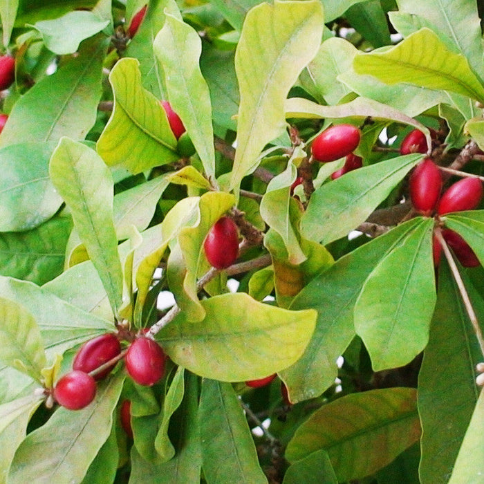 Miracle Fruit - Fruit Plants & Tree