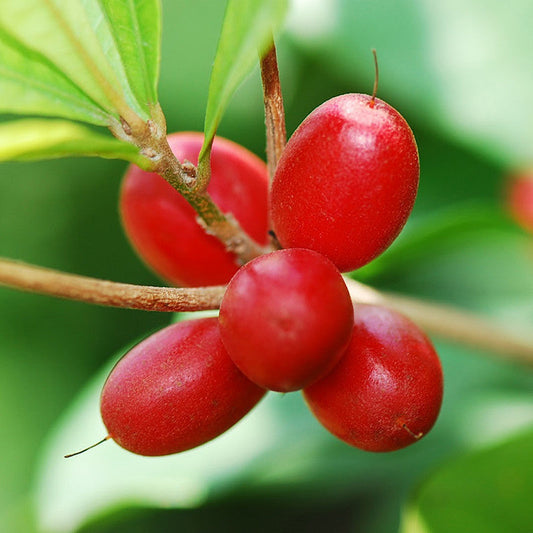 Miracle Fruit - Fruit Plants & Tree