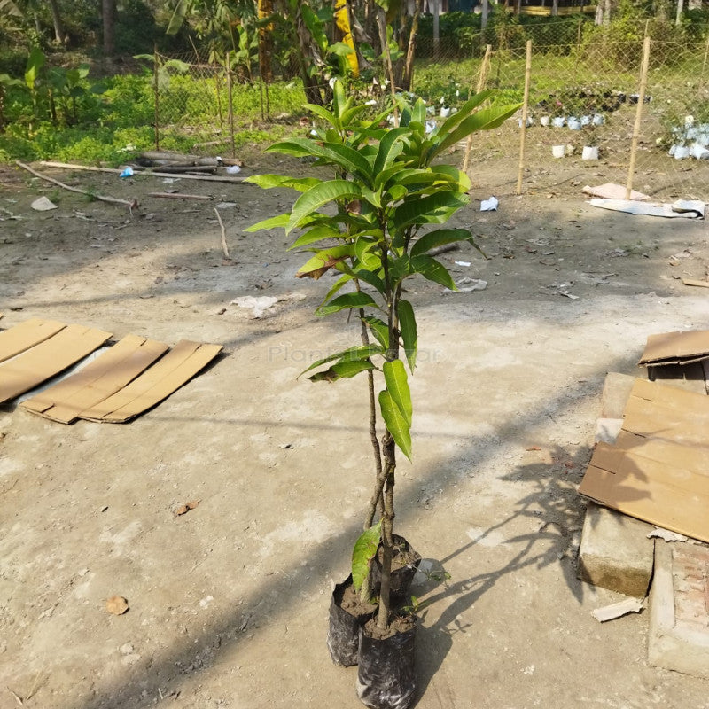 Miyazaki Japanese Mango Fruit Plant