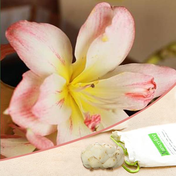 Amaryllis Lilies Plant for Sale Online | Double (White, Pink) - Bulbs (set of 5)