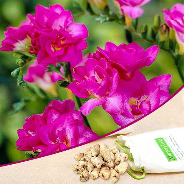 Pink freesia for sale | Freesia flowers plant near me | Buy freesia online | Pink freesia bulbs for sale (set of 5)