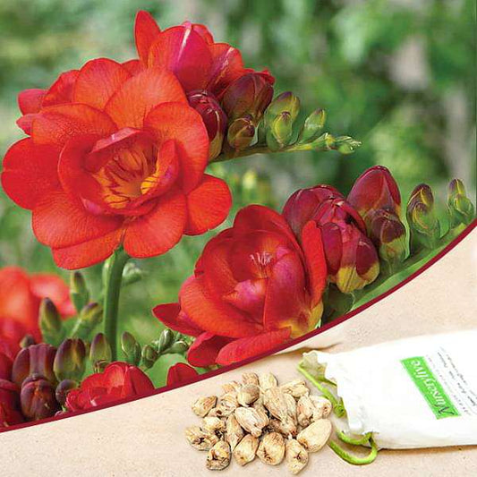 Double Red freesia for sale | Freesia flowers plant near me | Buy freesia online | Red freesia bulbs for sale (set of 5)