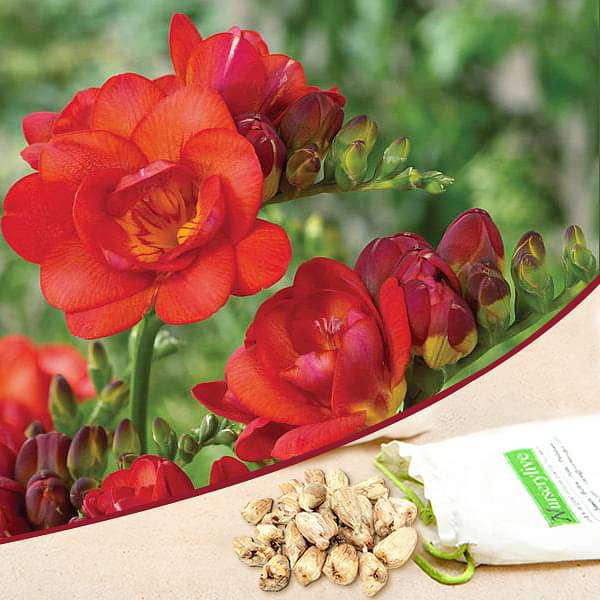 Double Red freesia for sale | Freesia flowers plant near me | Buy freesia online | Red freesia bulbs for sale (set of 5)