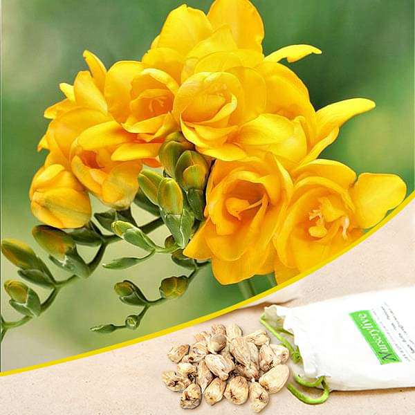 Yellow freesia for sale | Freesia flowers plant near me | Buy freesia online | Double yellow freesia bulbs for sale (set of 5)
