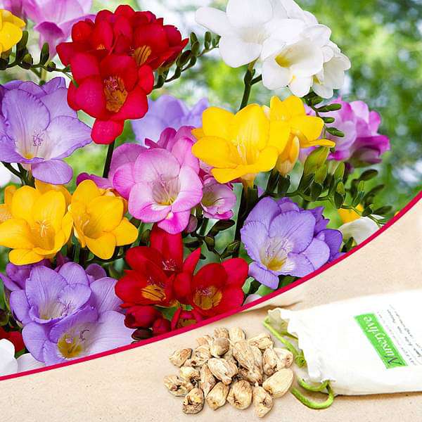 Mixed freesia | Freesia flowers plant near me | Buy freesia online | Freesia bulbs for sale (set of 5)