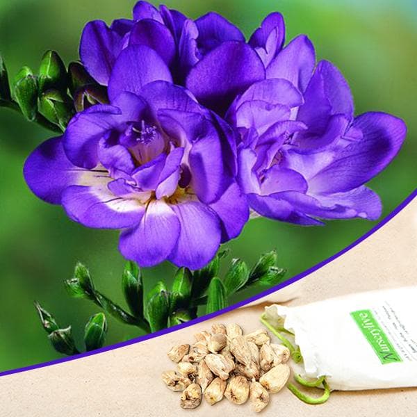 Purple freesia | Freesia flowers plant near me | Buy freesia purple online | Freesia bulbs for sale (set of 5)