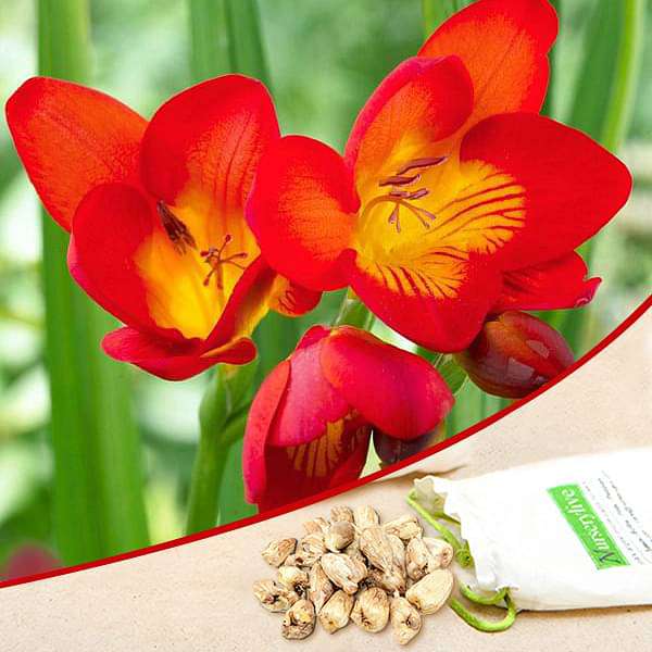 Red freesia for sale | Freesia flowers plant near me | Buy freesia online | Red freesia bulbs for sale (set of 5)