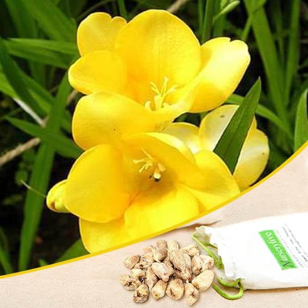 Yellow freesia for sale | Freesia flowers plant near me | Buy freesia online | Yellow freesia bulbs for sale (set of 5)