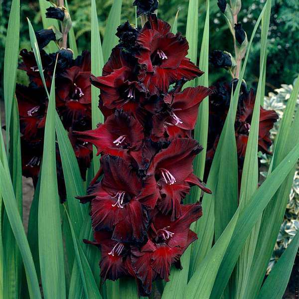 Red Black Gladiolus bulbs for sale | Buy gladiolus bulbs | Gladiolus bulbs online | Black Beauty Gladiolus near me (set of 5)