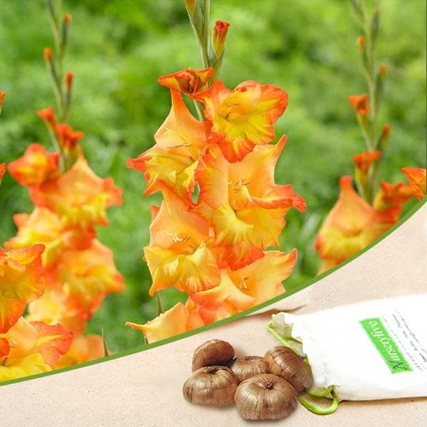 Gladiolus bulbs for sale | Buy gladiolus bulbs Orange | Gladiolus bulbs online Yellow | Gladiolus near me (set of 5)