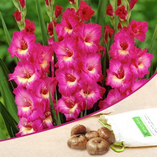 Gladiolus bulbs for sale | Buy Pink gladiolus bulbs | Yellow Gladiolus bulbs online | Gladiolus near me (set of 5)