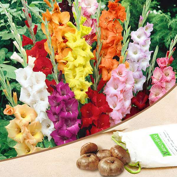 Gladiolus bulbs for sale | Buy gladiolus bulbs | Gladiolus bulbs online | Random Gladiolus near me (set of 5)