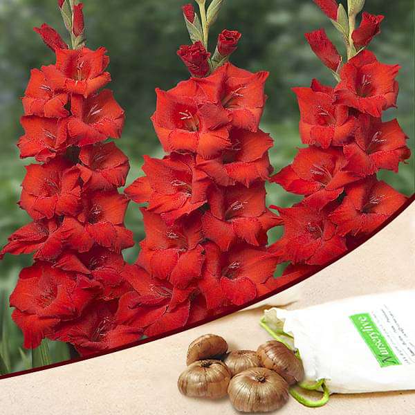 Red Gladiolus bulbs for sale | Buy gladiolus bulbs | Gladiolus bulbs online | Red Gladiolus near me (set of 5)
