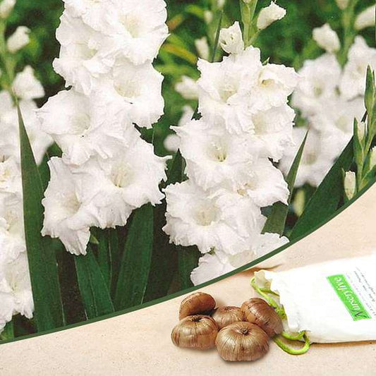 White Gladiolus bulbs for sale | Buy gladiolus bulbs | Gladiolus bulbs online | White Gladiolus near me (set of 5)