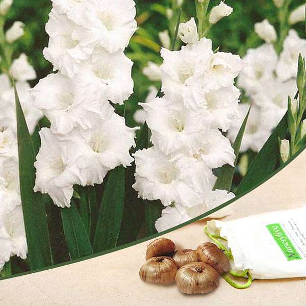 White Gladiolus bulbs for sale | Buy gladiolus bulbs | Gladiolus bulbs online | White Gladiolus near me (set of 5)