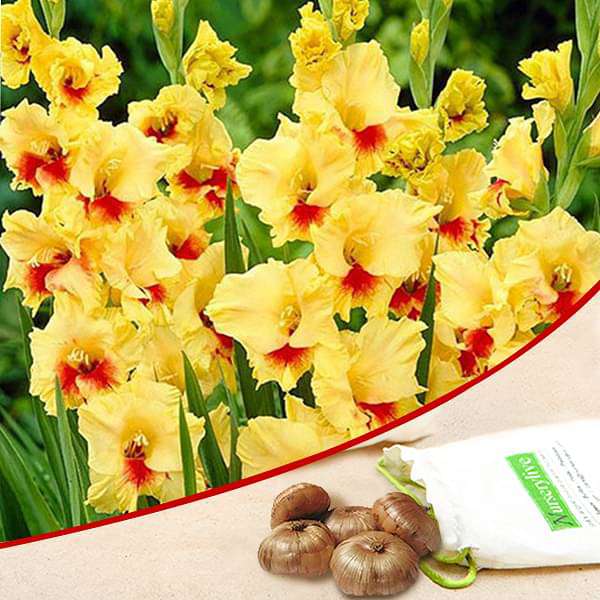 Yellow Gladiolus bulbs for sale | Buy gladiolus bulbs | Gladiolus bulbs online | Yellow Gladiolus near me (set of 5)