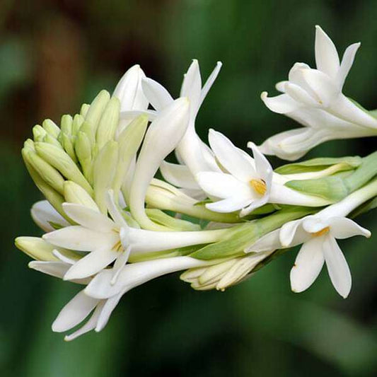 Rajnigandha, Tuberose - Bulbs (set of 5)