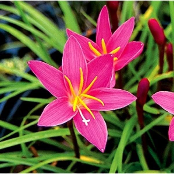 Zephyranthes Lily, Rain Lily (Random color) - Bulbs (set of 10)