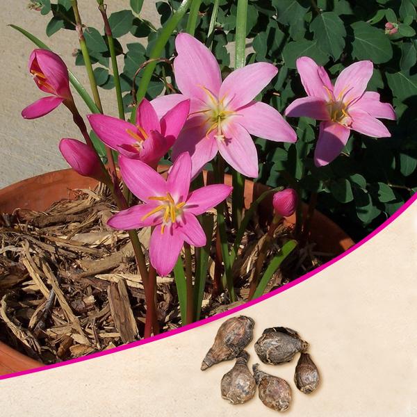 Zephyranthes Lily, Rain Lily (Pink) - Bulbs (set of 10)