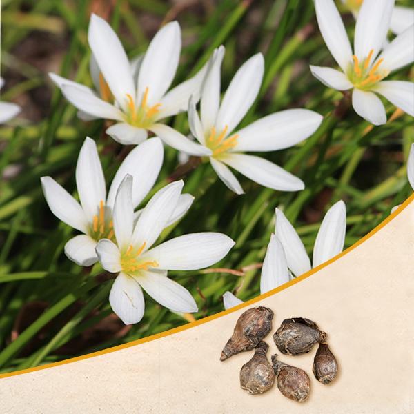 Zephyranthes Lily, Rain Lily (White) - Bulbs (set of 10)