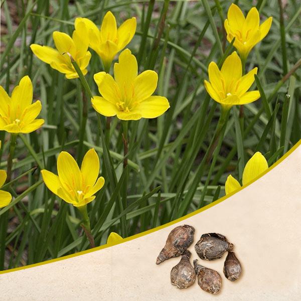 Zephyranthes Lily, Rain Lily (Yellow) - Bulbs (set of 10)