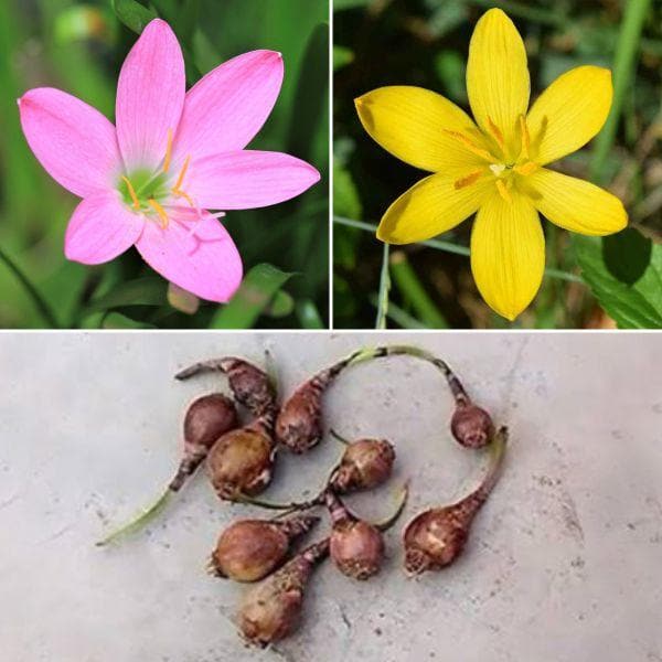 Zingy Zephyranthes Lily - 5 Bulbs Pack