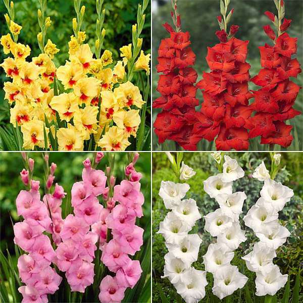 Gladiolus Gladiolus | Gladiolus bulbs for sale | Buy Gladiolus bulbs | Gladiolus Plant bulbs online | Gladiolus near me (10 Bulbs Pack)