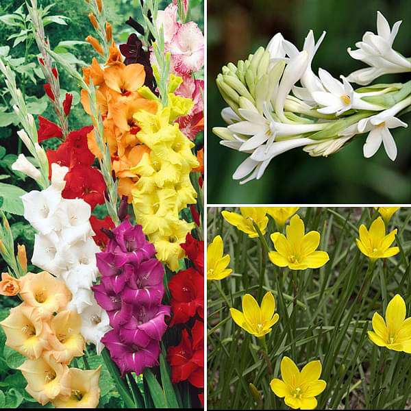 Sweet Summer Bulbs - (45 Bulbs Pack)|Buy summer Bulb|sale online Summer Bulb